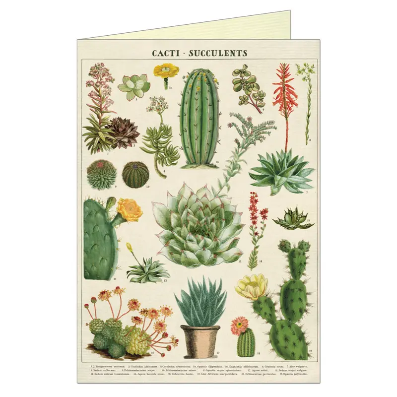 Cacti & Succulents Greeting Card Set with Envelope – Cavallini