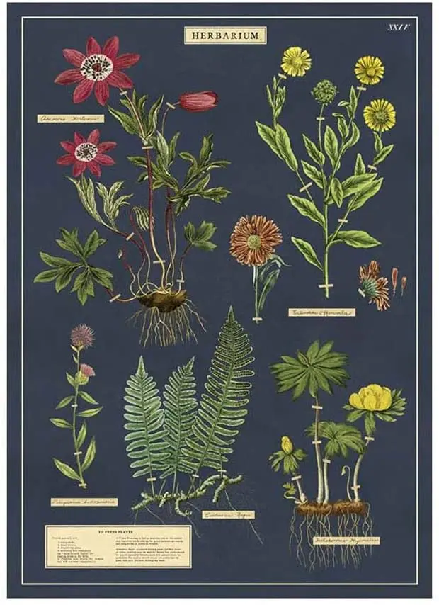 Herbarium Botanical Greeting Card with Matching Envelope