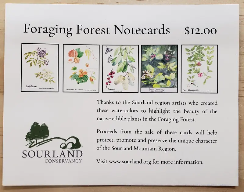 Sourlands Foraging Forest Notecards – Set of 10 Nature-Inspired Greeting Cards