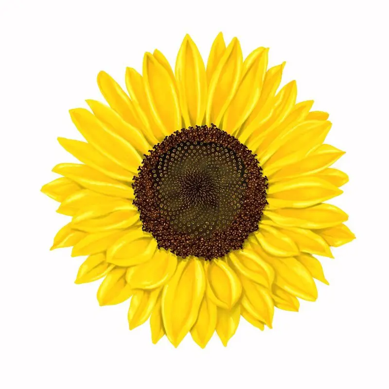 Sunflower Nature Sticker – Botanical Design